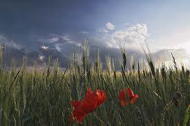 Encomedio de tanta hermosura