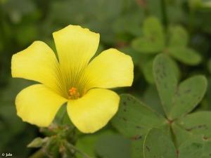 Encomedio de tanta hermosura