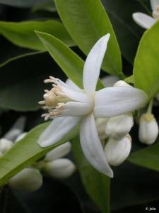 Encomedio de tanta hermosura