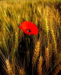 Encomedio de tanta hermosura