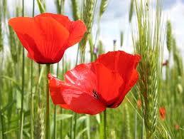 Encomedio de tanta hermosura