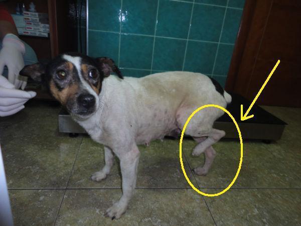Hada, a punto de ser atropellada