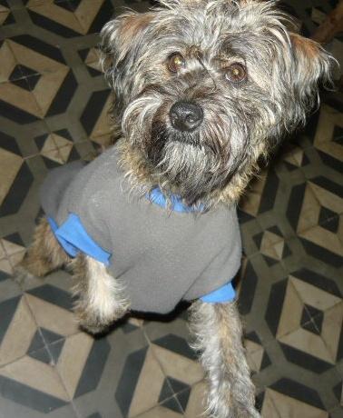 Día del animal - 29 de abril