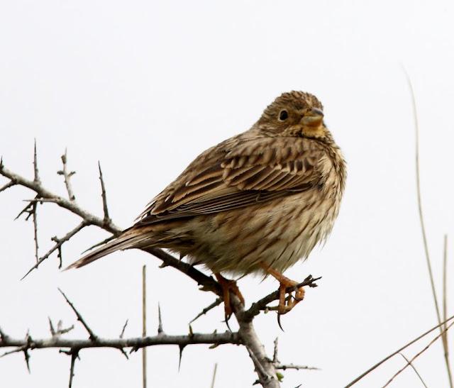 NAVARRA(ESPAÑA) UN PARAISO DE LAS AVES-NAVARRE (SPAIN) A PARADISE FOR BIRDS