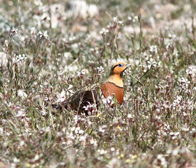 NAVARRA(ESPAÑA) UN PARAISO DE LAS AVES-NAVARRE (SPAIN) A PARADISE FOR BIRDS