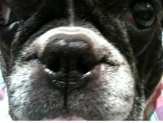 Cirugía de los ollares de mi Bulldog Francés