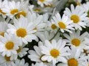 Flor leída.