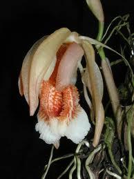 Y la rosa, se reía, y  riendo, ansín iciba.