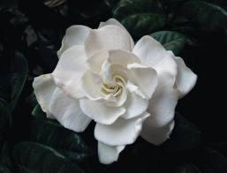 Y la rosa, se reía, y  riendo, ansín iciba.