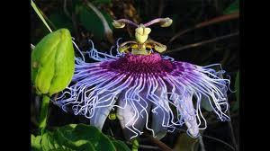 Y la rosa, se reía, y  riendo, ansín iciba.