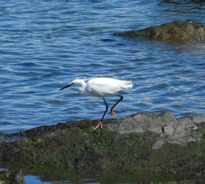 Garceta con pies rojizos