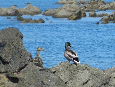 Garceta con pies rojizos