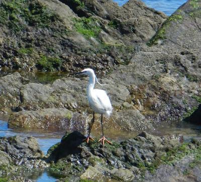 Garceta con pies rojizos