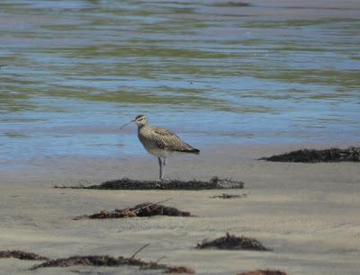 Garceta con pies rojizos