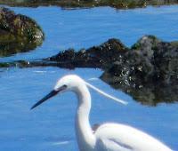 Garceta con pies rojizos