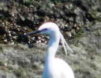 Garceta con pies rojizos