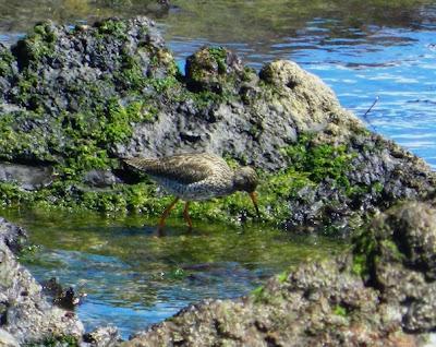 Garceta con pies rojizos