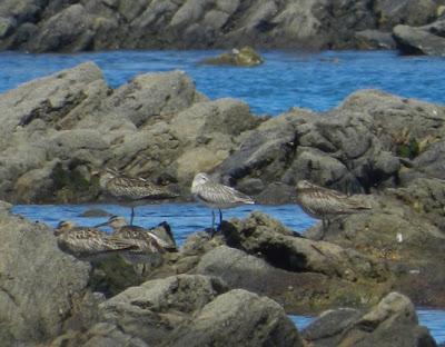 Garceta con pies rojizos