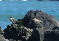 Garceta con pies rojizos