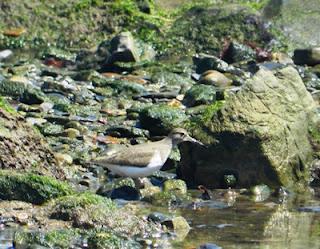 Garceta con pies rojizos