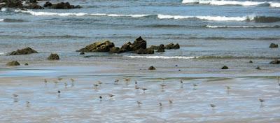 Garceta con pies rojizos