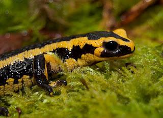 Salamandra común en Güemes...