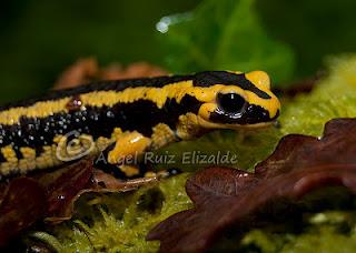 Salamandra común en Güemes...