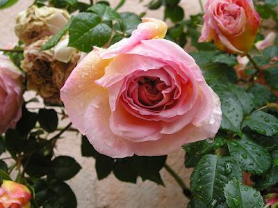 Mi rosal Abraham Darby