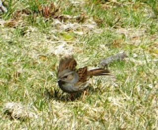 El reino del acentor