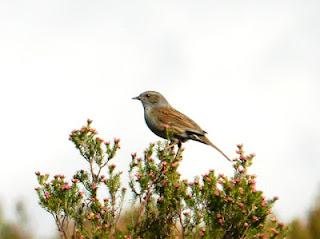 El reino del acentor
