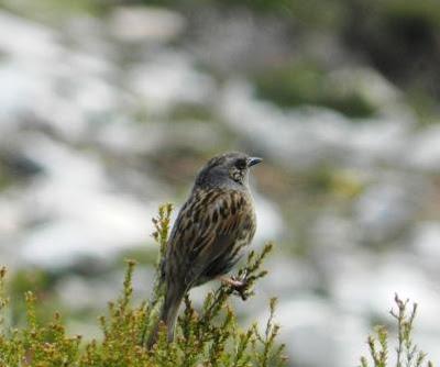 El reino del acentor