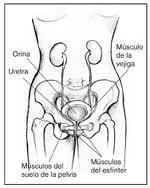 Ejercicio de fortalecimiento del suelo pélvico mientras trabajas