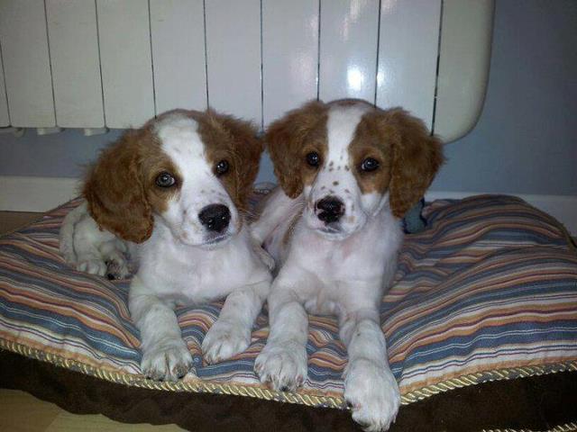Clara y Trufa dos bebitas de breton guapisimas