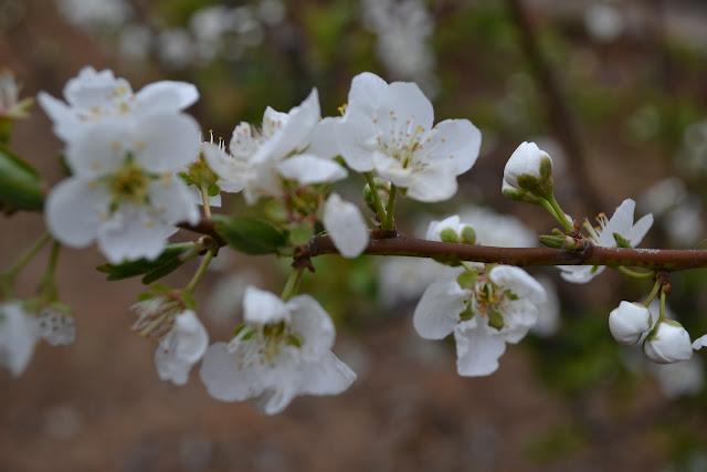 Una Belleza espectacular