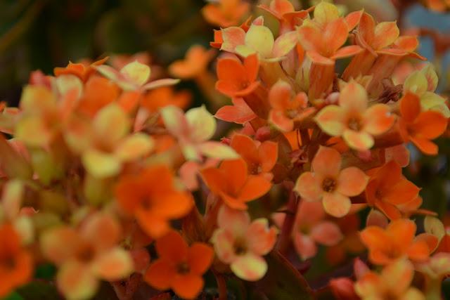 Una Belleza espectacular