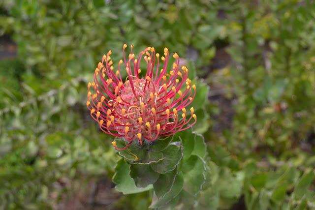 Una Belleza espectacular