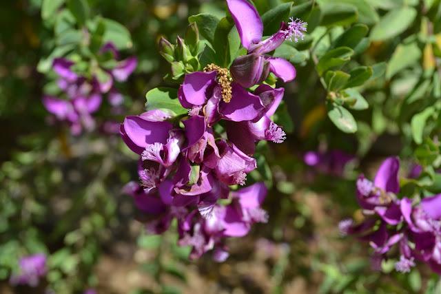 Una Belleza espectacular