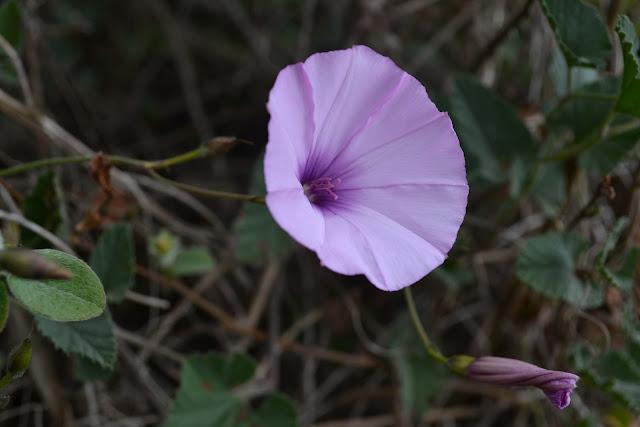 Una Belleza espectacular