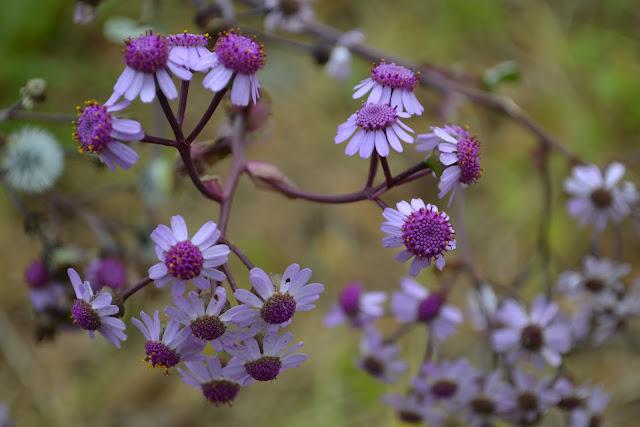 Una Belleza espectacular