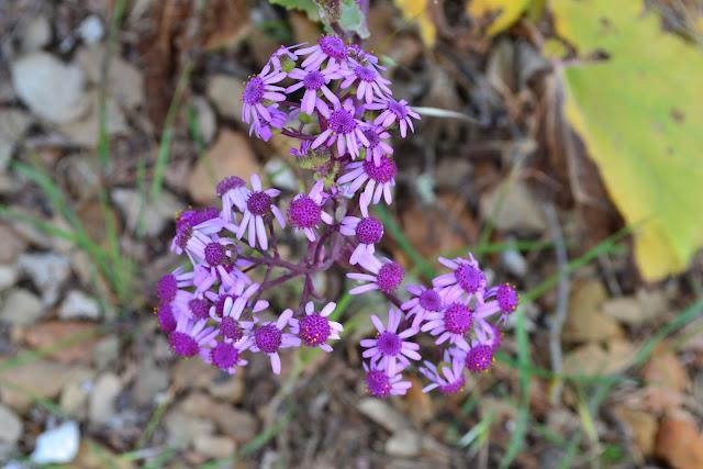 Una Belleza espectacular