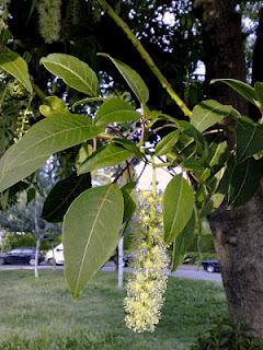 Bella sombra, Árbol Ombú