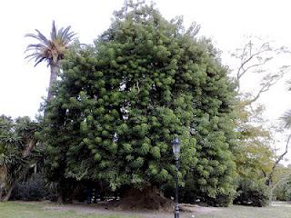 Bella sombra, Árbol Ombú