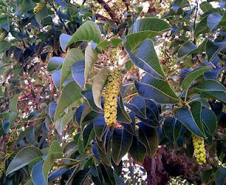 Bella sombra, Árbol Ombú