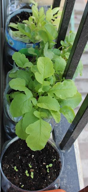 Lechugas, rábanillos, zanahorias y alguna tomatera mas