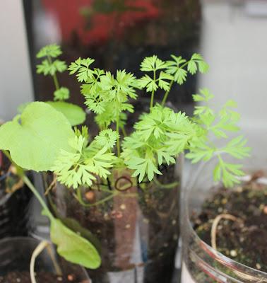 Lechugas, rábanillos, zanahorias y alguna tomatera mas