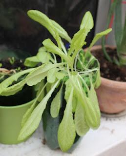 Lechugas, rábanillos, zanahorias y alguna tomatera mas