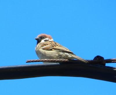 Una parejina de gorrión molinero