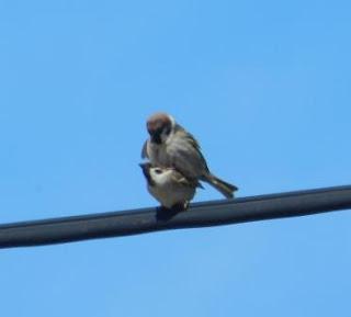 Una parejina de gorrión molinero