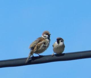Una parejina de gorrión molinero