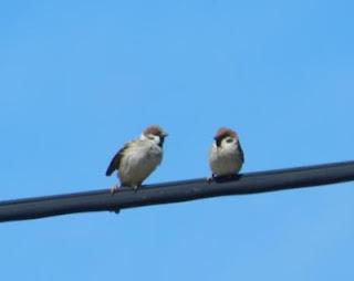 Una parejina de gorrión molinero